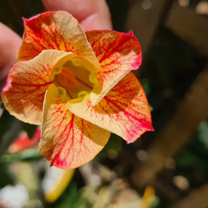Rosa do Deserto amarela com veios vermelhos