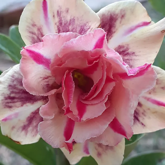 Rosa do Deserto variedade Triple Wish, mesclada em creme e rosa