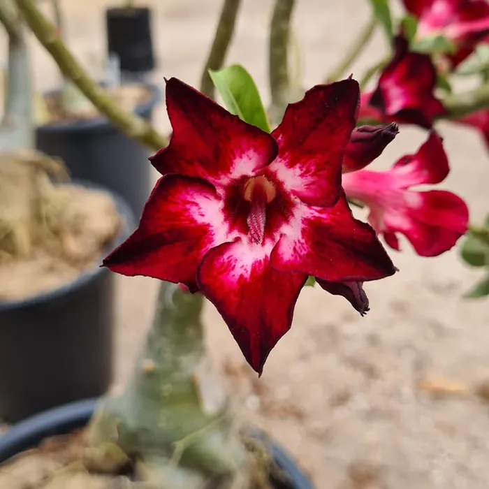Rosa do Deserto vermelha em formato estrela